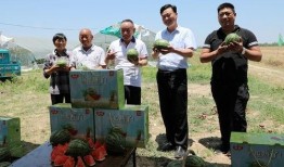 吃瓜最新事件爆料伊宁市,揭秘背后惊人真相！